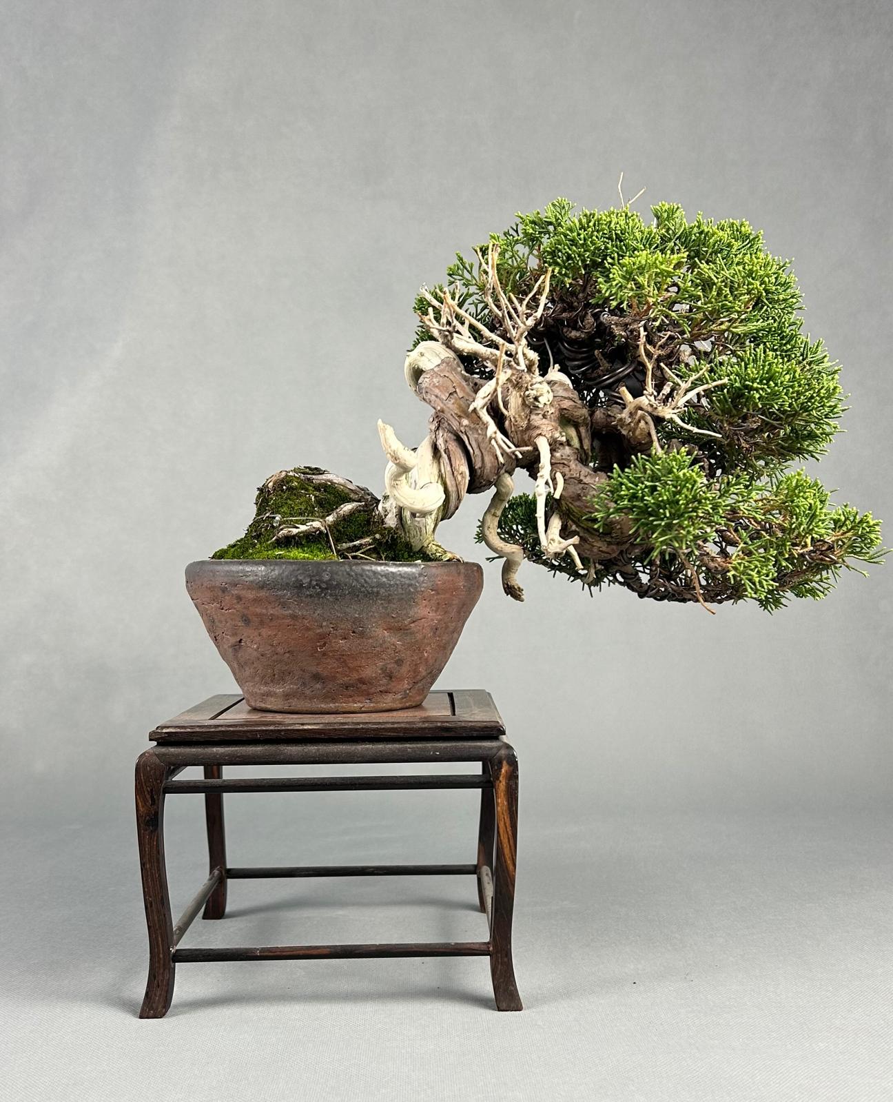 JUNIPERO CHINENSIS ITOIGAWA